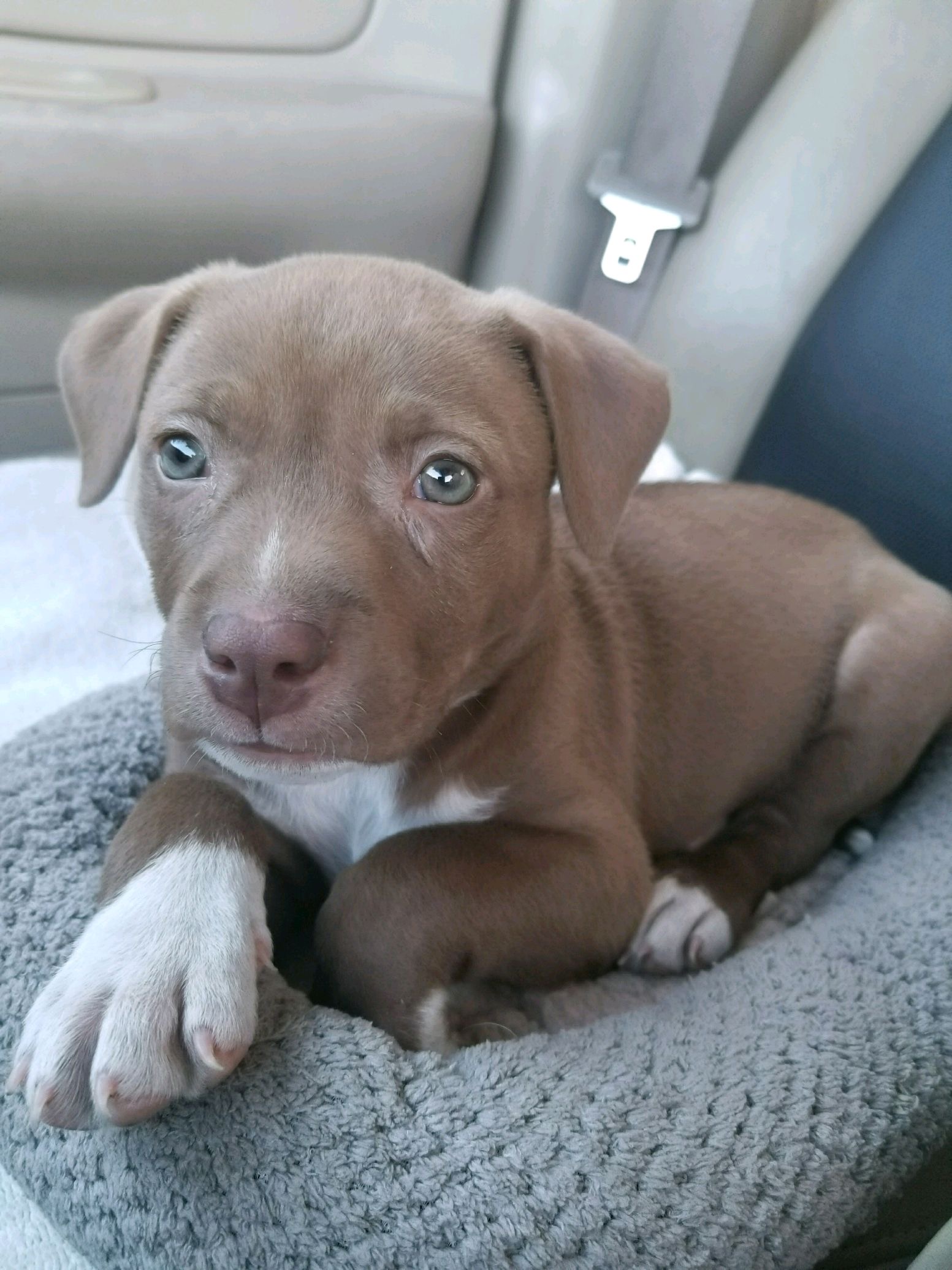 Bella as a puppy