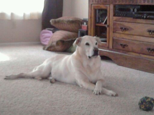 Domino the dog