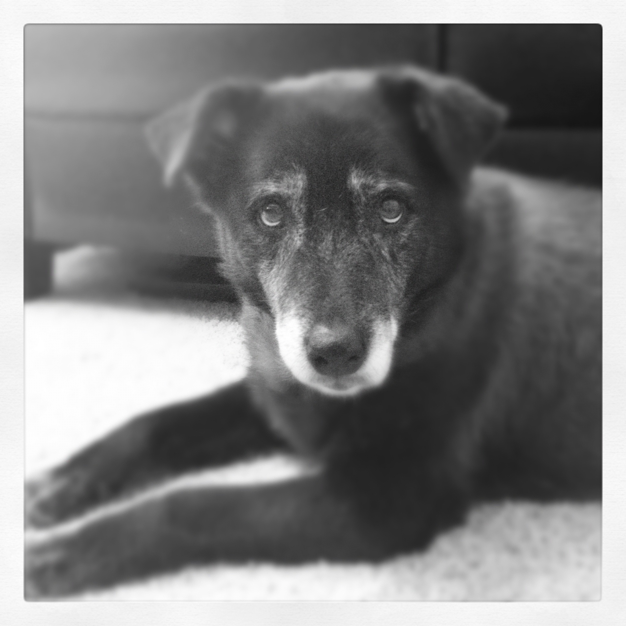 Lily the dog